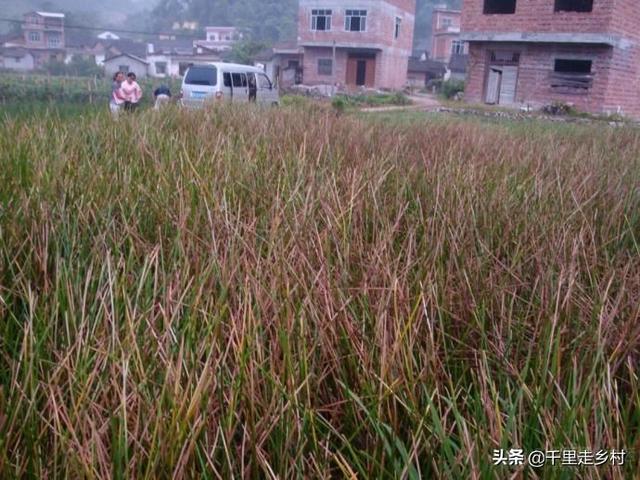 如何高效快速防治蔬菜病虫害——荸荠秆枯病5