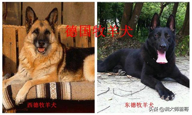 牧羊犬图片