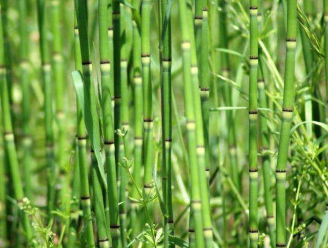 节节草是啥？提醒：中老年人用它泡脚，或能解决多年的“老问题”