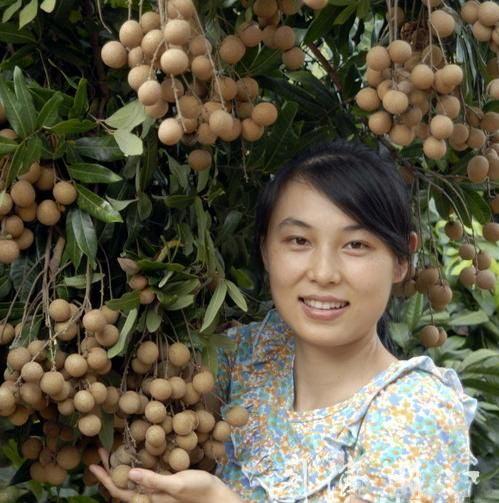 龙眼种植技术管理虫害防治1