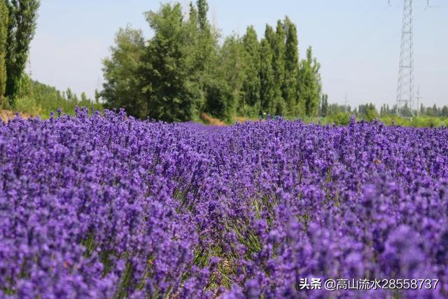 中国最大的薰衣草种植基地