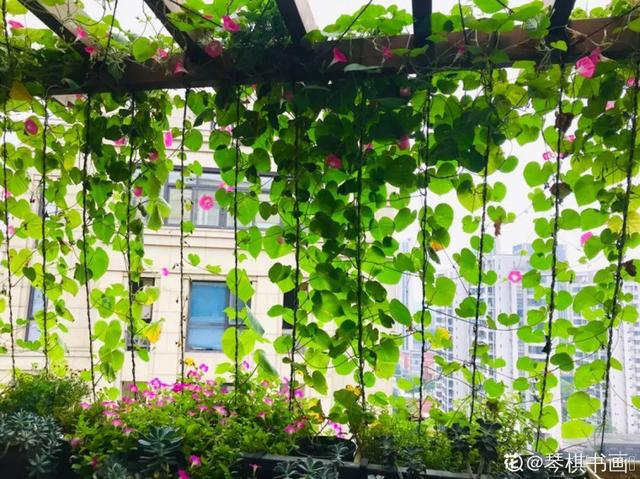 夏天的花 夏天的花（夏天的花卉） 生活