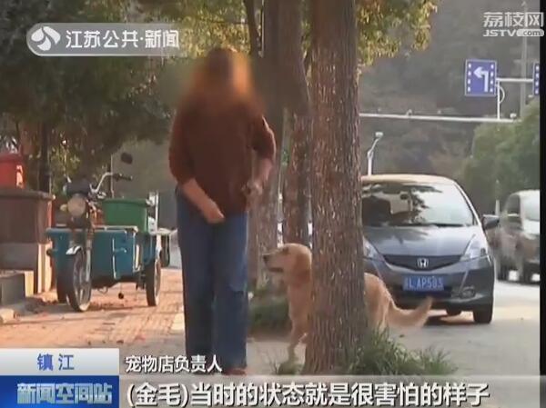 金毛猎犬价格