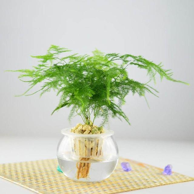 观叶植物 观叶植物（十种室内最好养的植物盆栽） 生活