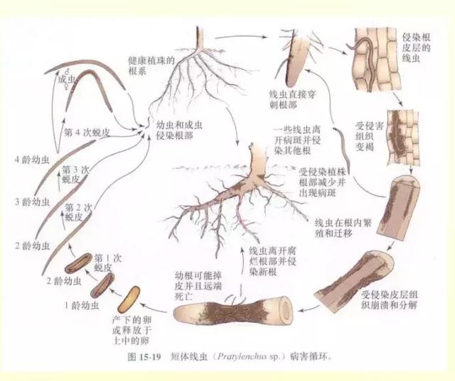 百年线虫，神农丹、克百威及非法熏蒸剂禁用后，谁来攻克？19