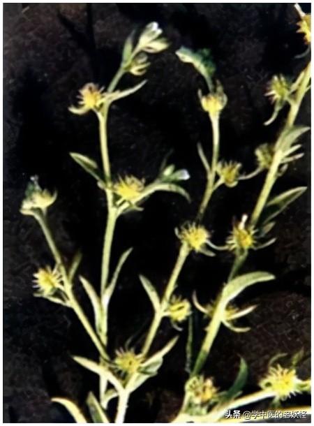 每天学习一味中药——鹤虱