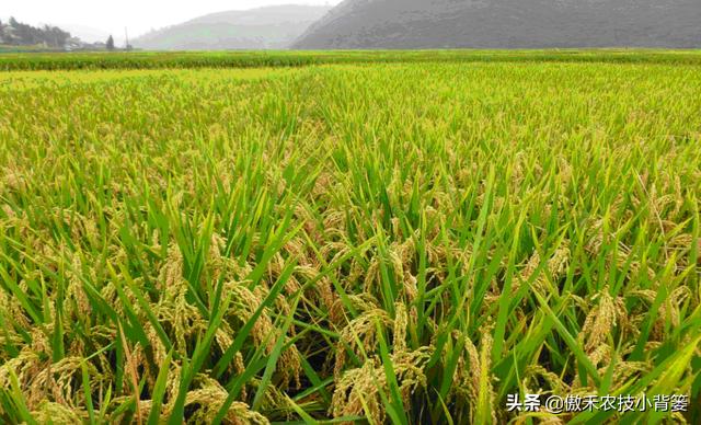 种植水稻巧补硅，前期长势好、后期产量高！水稻硅肥正确使用方法