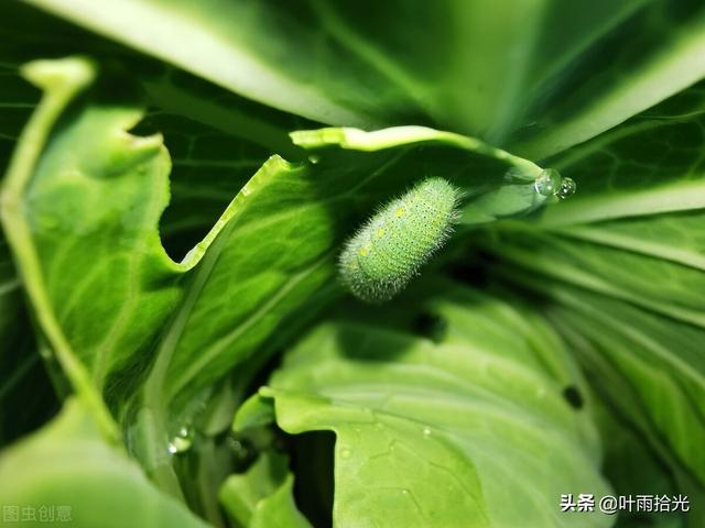 这个杀虫剂不输氯虫苯甲酰胺，防治菜青虫、夜蛾类，4小时内见效4