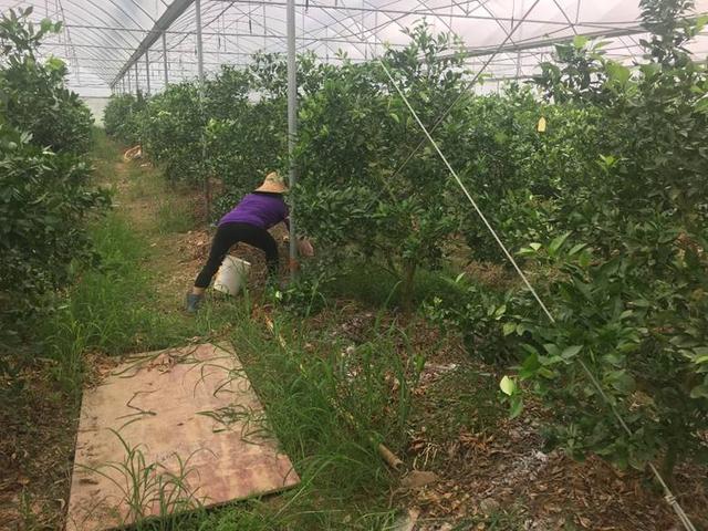 辛辛苦苦一整年，关键时刻别掉链子！柑橘着色增甜8招，你都会吗12