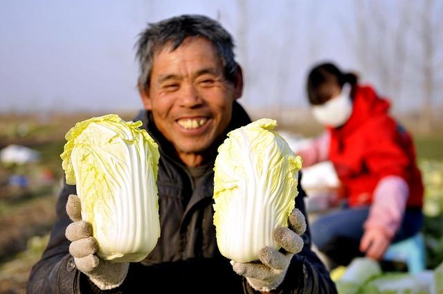 娃娃菜经济效益高，生长速度快，秋季种植不到两个月，就能收获