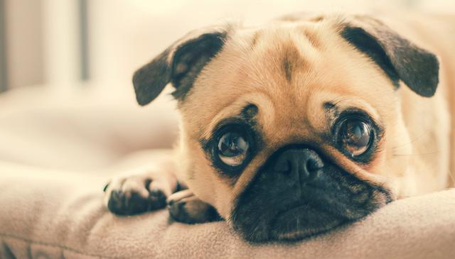 动物的哭泣一般是由于,动物的哭泣一般是由于悲伤吗