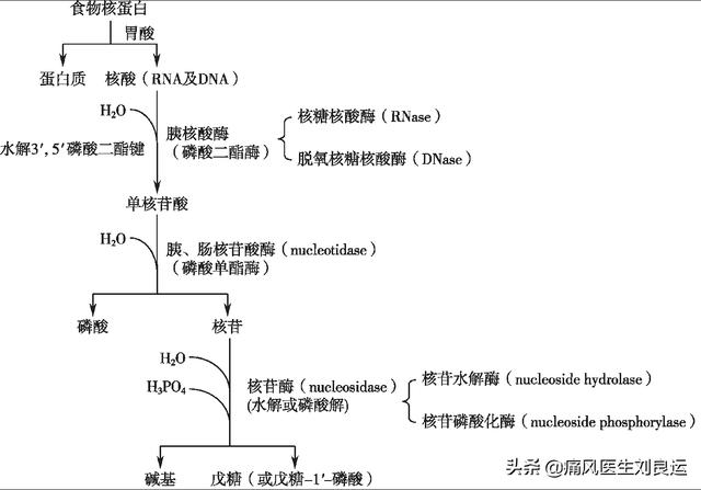 痛风病人不能吃什么菜？