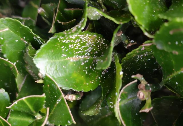 蚧蚧壳虫种类图片