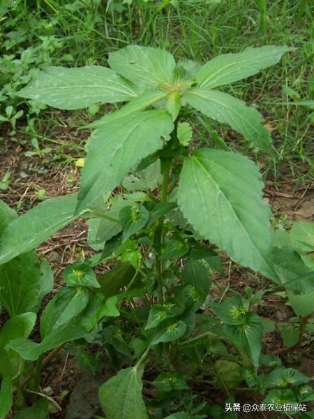 抗性杂草~铁苋菜（附防除办法）