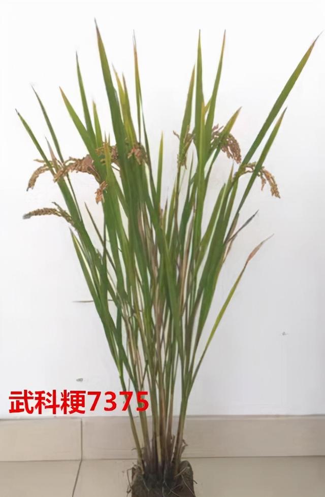 武育粳香型软米「香粳9505」