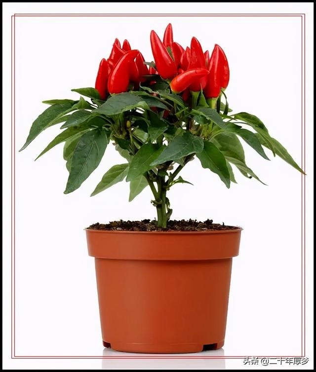 你爱吃辣吗 你知道辣椒在中国的历史发展变化吗 今日热点