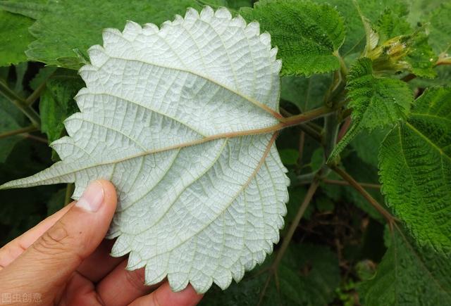 一味中药橘子皮，可调肝气，止痛消积，建议收藏