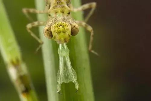 蚊子是益虫还是害虫