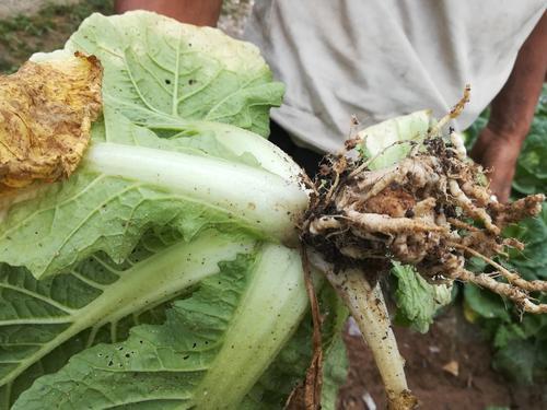 蔬菜常用杀菌剂 氟啶胺——特效防治辣椒、马铃薯疫病、块茎腐烂4