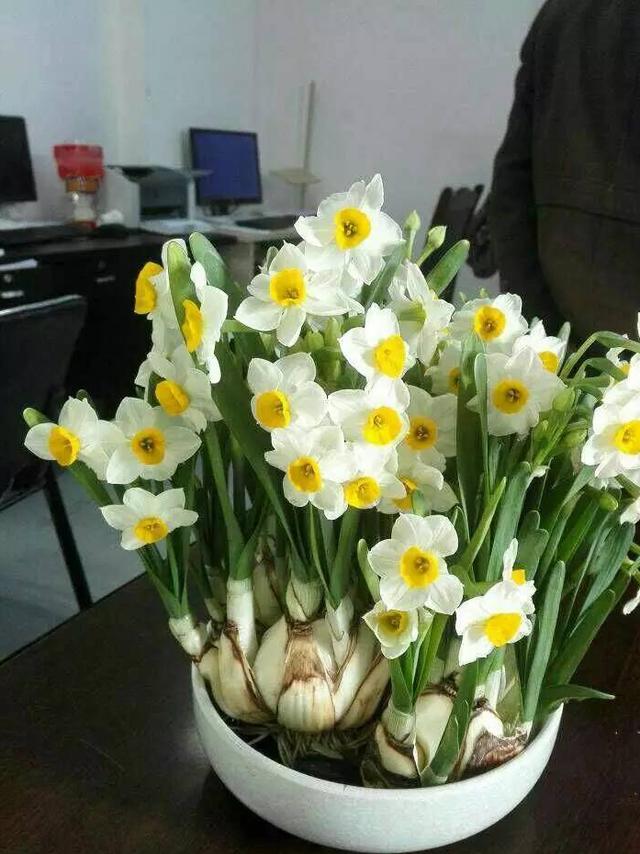 冬天开什么花