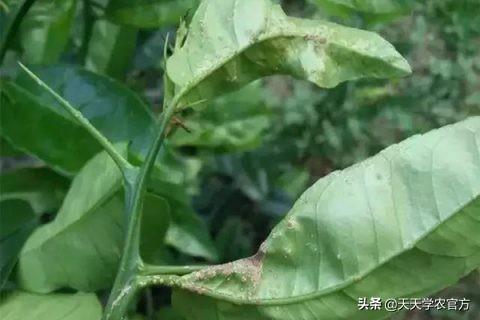 柑橘疮痂病怎么防治？这5个方法都教给你，拿走不谢！1