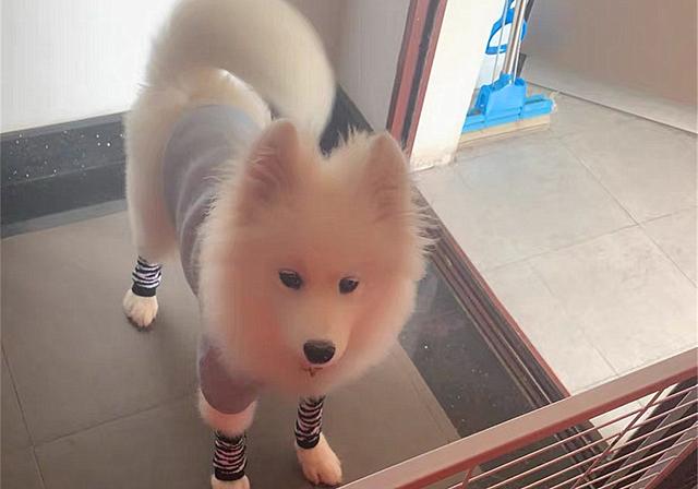 狗狗骨质疏松怎么处理（骨质疏松与增生）(8)