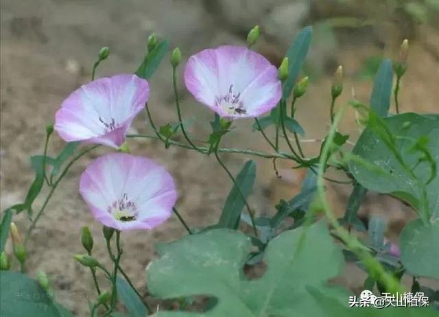 二甲四氯防除棉花田旋花草，你怎么看？