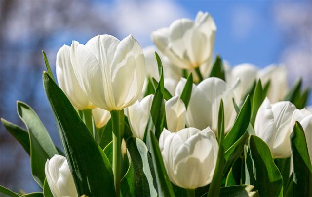 郁金香花语