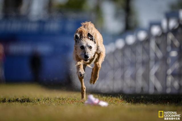 格雷伊猎犬