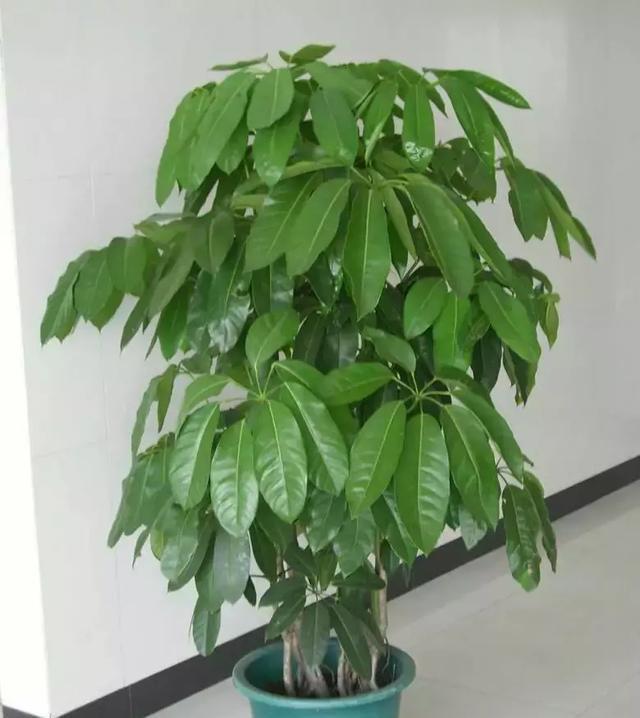 十大招财树植物图片