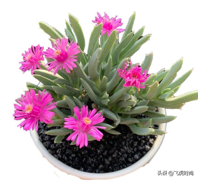 多肉植物在全世界有几十个科属,一万多个品种,对喜欢养殖多肉的花友们