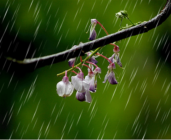 秋 天的 • 雨