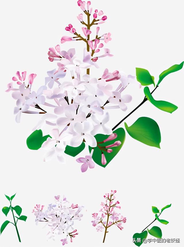 每日一中药——丁香