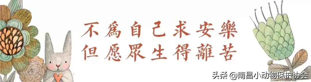鸡皮肤是不是用硫磺皂