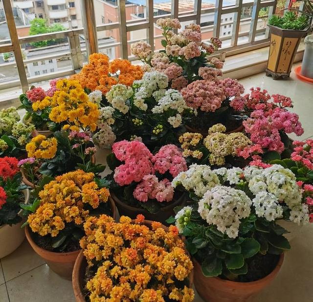 家里最旺财的十种花 家里最旺财的十种花（兰花） 生活