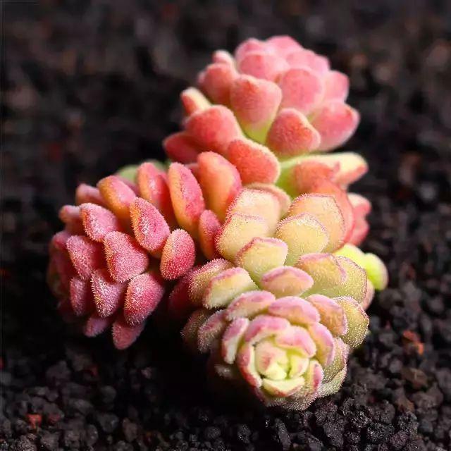 多肉植物图谱 多肉植物图谱
