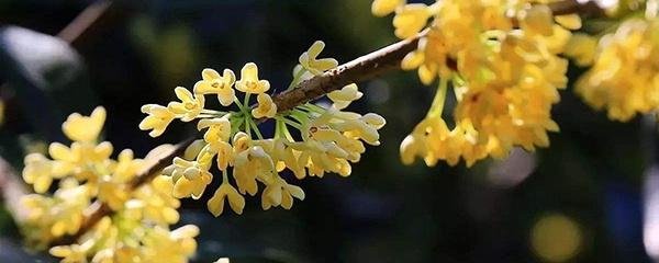 桂花嫁接 桂花嫁接（桂花嫁接时间和方法） 生活