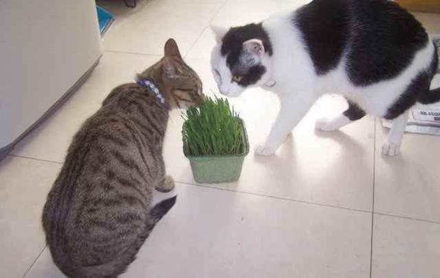 猫草