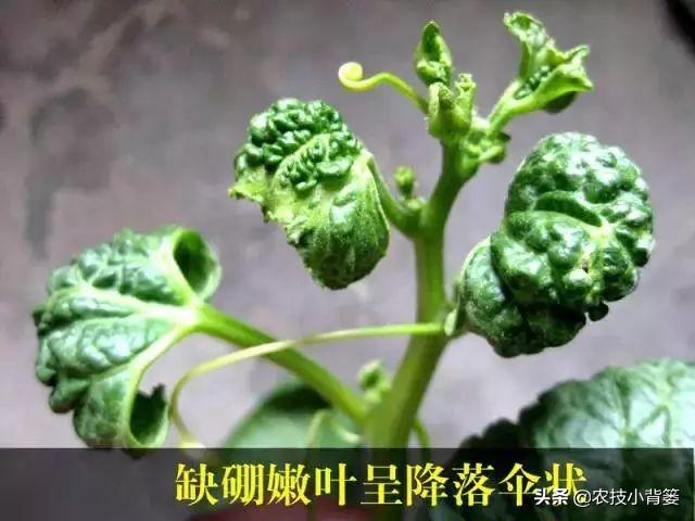 甜瓜缺硼危害大！这些甜瓜缺硼的原因和防治方法，你都知道吗？3