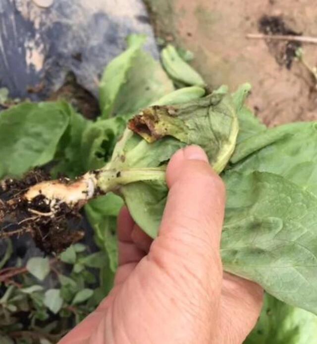 生菜在多雨的秋季植株腐烂严重，要分清这两种病害，对症施治4