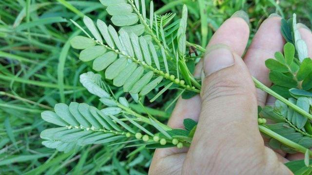 珍珠草 珍珠草（珍珠草莓晶平安扣樱花项链） 生活