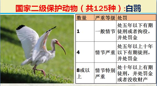 国家二级保护动物