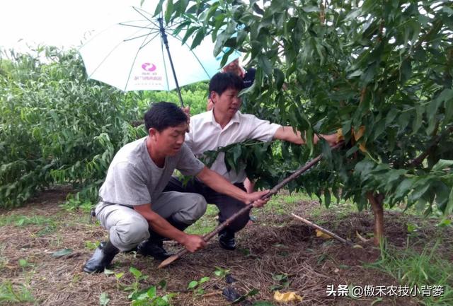 桃树带叶秋剪促花芽！什么时间修剪合适？如何修剪效果最好？9