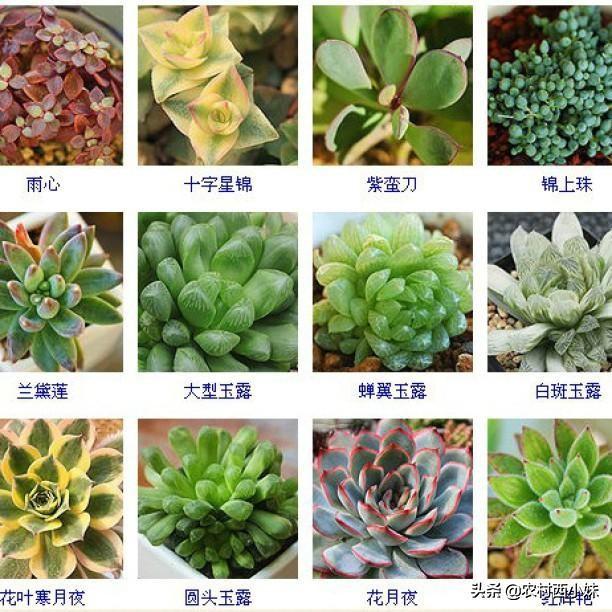 多肉分类 多肉分类（多肉分类及名称图片） 生活