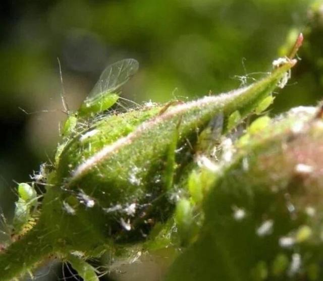 家里的花又招蚜虫了？用这2种药，统统都消灭2