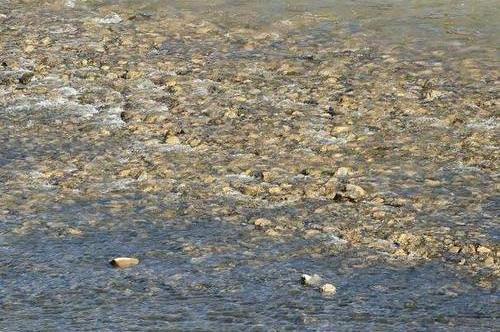 现实版 大浪淘金 这条河里有数以万计的黄金 吸引无数人前来 今日热点