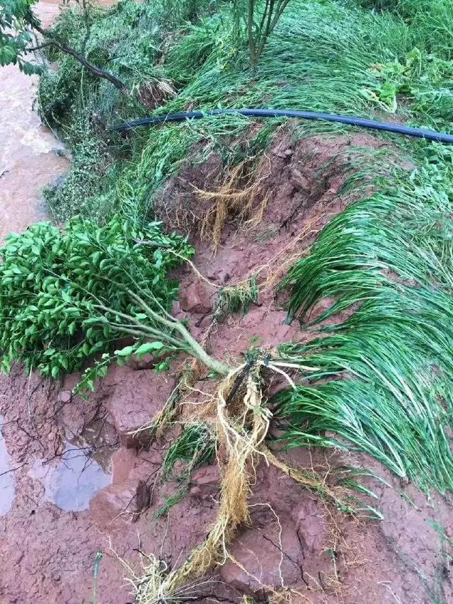 暴雨来临，柑橘被水浸泡会造成的影响，以及应对措施2