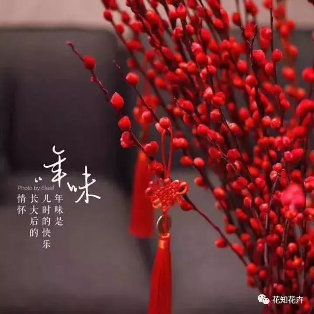 银柳的花语和寓意