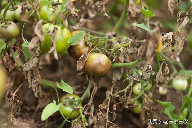 西红柿，白菜，茄子生病了？自制抗病抗虫杀菌剂，苗期一喷都羡慕3