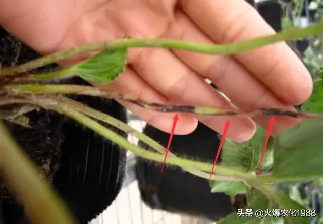 荣登央视！连续2遍，彻底根治草莓红中柱根腐病